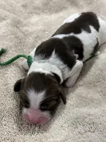 Miss Green, a female English Springer Spaniel for sale in Sherman, TX – 1 of 2