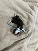 Mr Sky, a male English Springer Spaniel for sale in Sherman, TX – 2 of 2