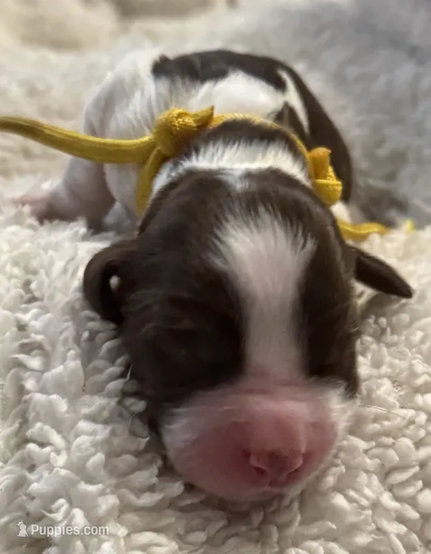 Miss Yellow  – English Springer Spaniel puppy for sale in Sherman, TX