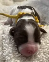 Miss Yellow , a female English Springer Spaniel for sale in Sherman, TX – 1 of 2