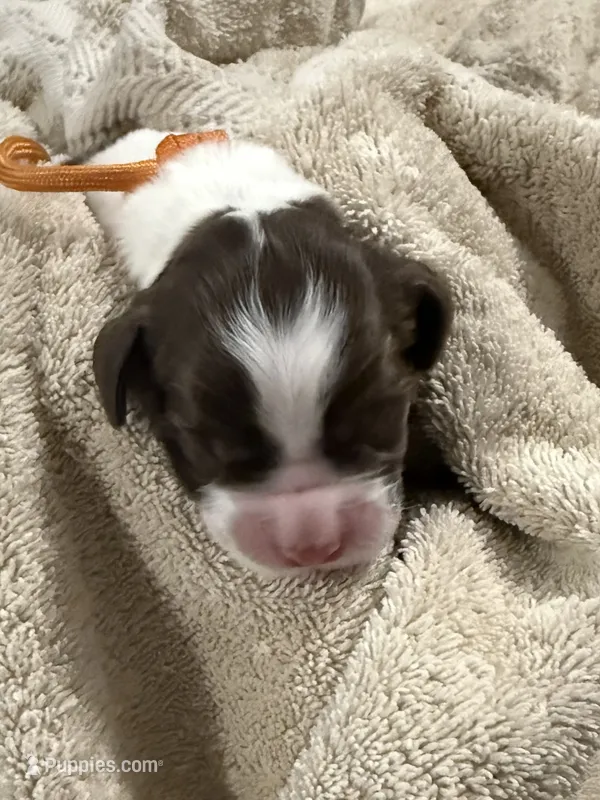 Miss Orange  – English Springer Spaniel puppy for sale in Sherman, TX