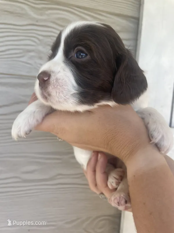 Miss Purple  – English Springer Spaniel puppy for sale in Sherman, TX
