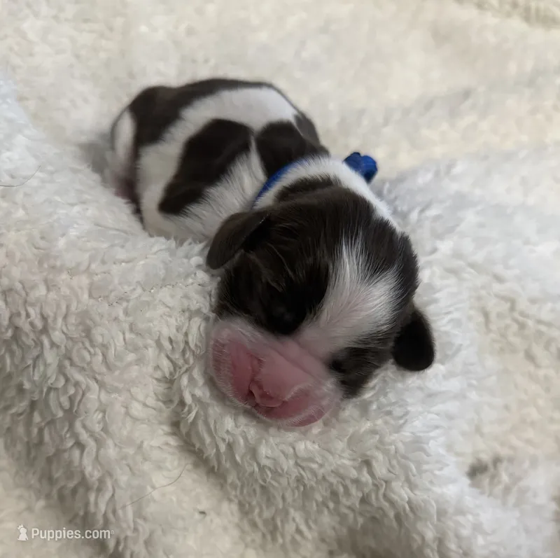 Miss Blue – English Springer Spaniel puppy for sale in Sherman, TX