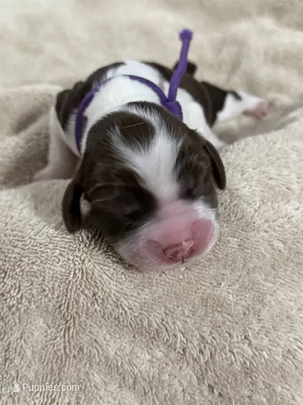 Miss Purple  – English Springer Spaniel puppy for sale in Sherman, TX