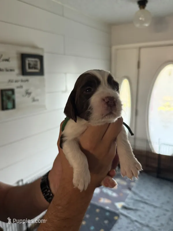 Miss Green – English Springer Spaniel puppy for sale in Sherman, TX