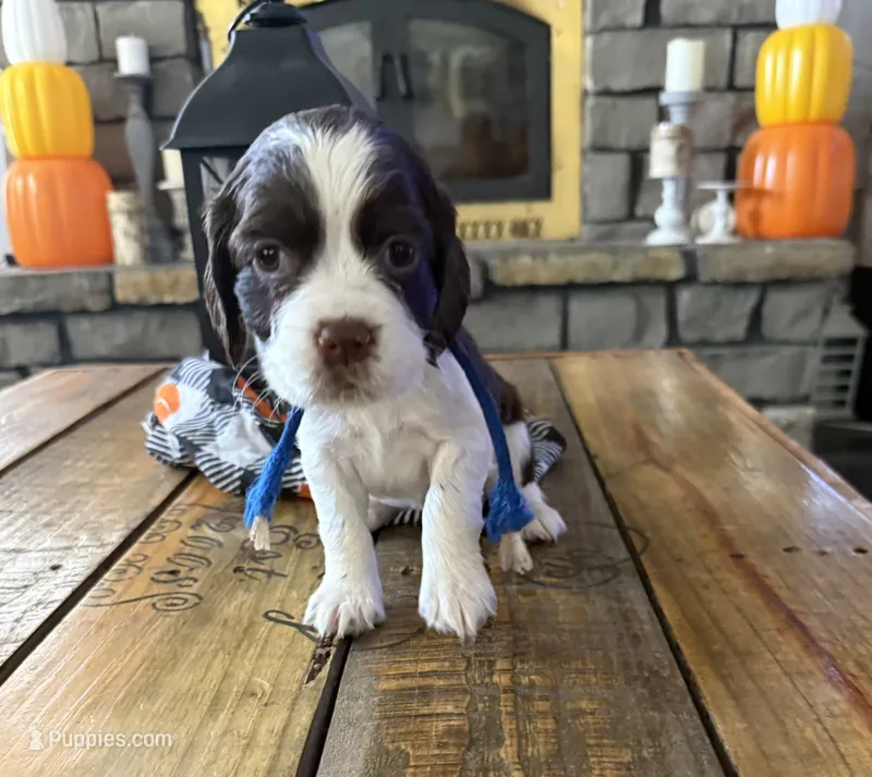 Miss Blue – English Springer Spaniel puppy for sale in Sherman, TX