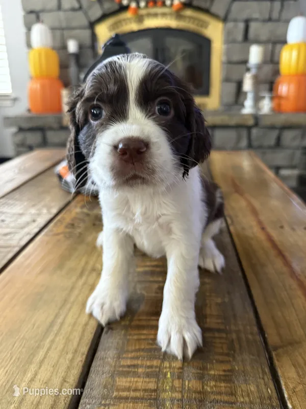 Miss Purple  – English Springer Spaniel puppy for sale in Sherman, TX