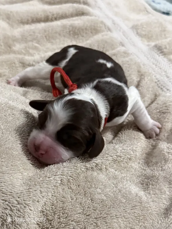 Mr Red – English Springer Spaniel puppy for sale in Sherman, TX