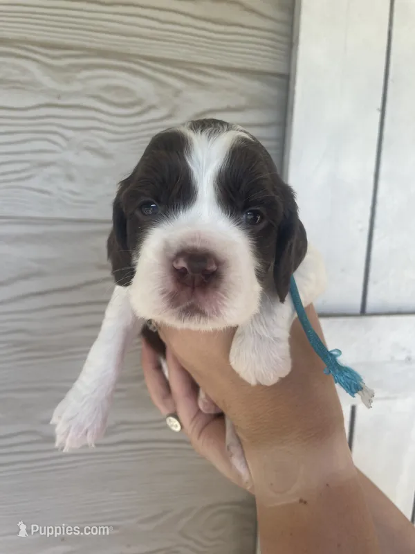 Mr Sky – English Springer Spaniel puppy for sale in Sherman, TX