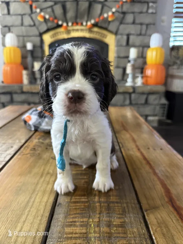 Mr Sky – English Springer Spaniel puppy for sale in Sherman, TX