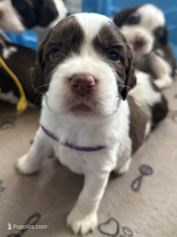 Miss Purple  – English Springer Spaniel puppy for sale in Sherman, TX