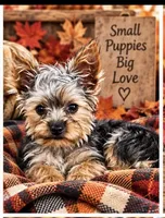 Mister, a male Yorkshire Terrier for sale in Oktaha, OK – 3 of 9