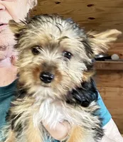 Izzy, a female Yorkshire Terrier for sale in Oktaha, OK – 3 of 6