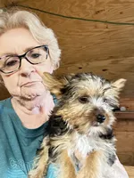 Izzy, a female Yorkshire Terrier for sale in Oktaha, OK – 5 of 6