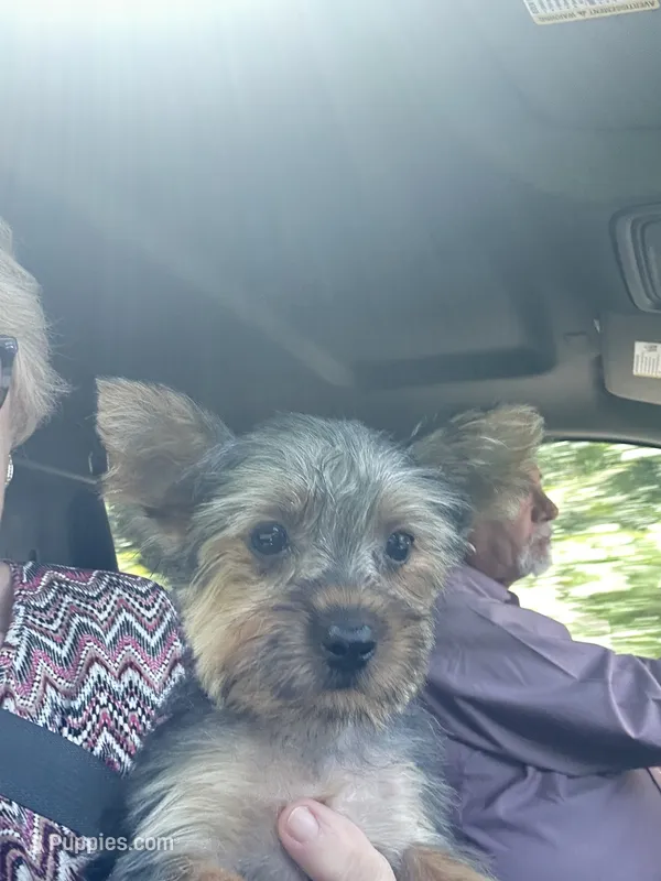 Mister – Yorkshire Terrier puppy for sale in Oktaha, OK