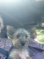 Teddy Bear, a male Yorkshire Terrier for sale in Oktaha, OK – 8 of 8