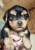 Bandit, a male Yorkshire Terrier for sale in Oktaha, OK – 4 of 6
