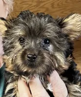 Teddy Bear, a male Yorkshire Terrier for sale in Oktaha, OK – 3 of 5
