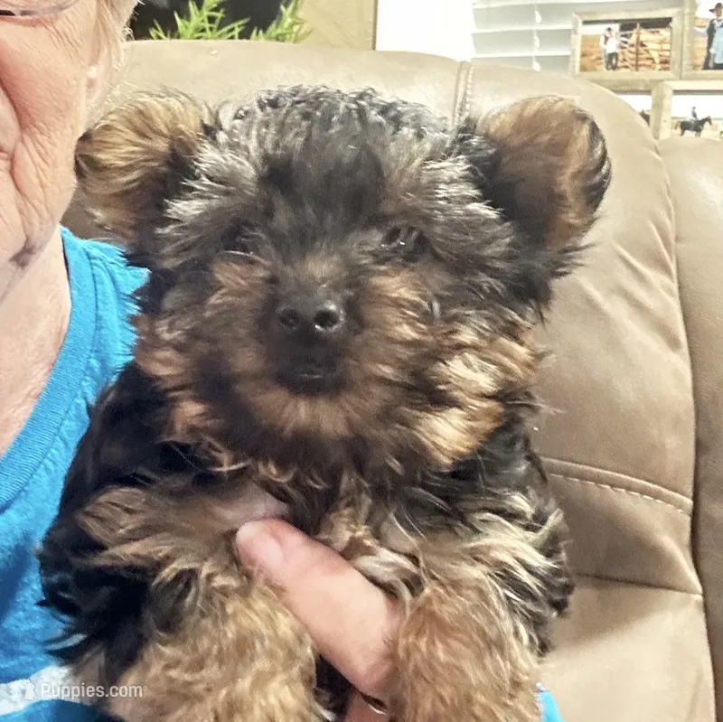 Teddy Bear – Yorkshire Terrier puppy for sale in Oktaha, OK