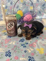 Bella, a female Yorkshire Terrier for sale in Oktaha, OK – Photo 8 of 10