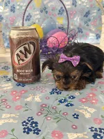 Bella, a female Yorkshire Terrier for sale in Oktaha, OK – Photo 5 of 10
