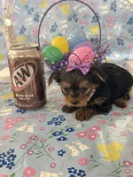 Bella, a female Yorkshire Terrier for sale in Oktaha, OK – Photo 9 of 10