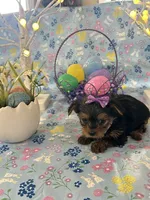 Bella, a female Yorkshire Terrier for sale in Oktaha, OK – Photo 7 of 10