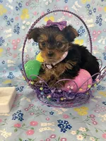 Bella, a female Yorkshire Terrier for sale in Oktaha, OK – Photo 2 of 10