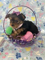 Bella, a female Yorkshire Terrier for sale in Oktaha, OK – Photo 6 of 10