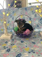 Bella, a female Yorkshire Terrier for sale in Oktaha, OK – Photo 10 of 10