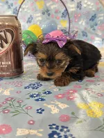 Bella, a female Yorkshire Terrier for sale in Oktaha, OK – Photo 4 of 10