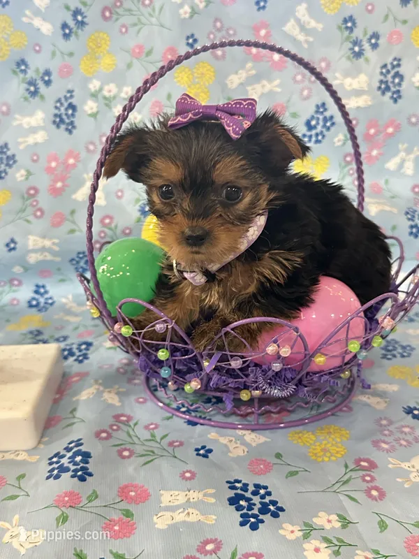 Bella – Yorkshire Terrier puppy for sale in Oktaha, OK