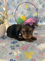 Bella, a female Yorkshire Terrier for sale in Oktaha, OK – Photo 3 of 10