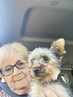 Missy, a female Yorkshire Terrier for sale in Oktaha, OK – 4 of 10