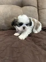 Bella, a female Shih Tzu for sale in Oktaha, OK – Photo 4 of 5