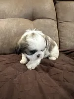 Bella, a female Shih Tzu for sale in Oktaha, OK – Photo 3 of 5