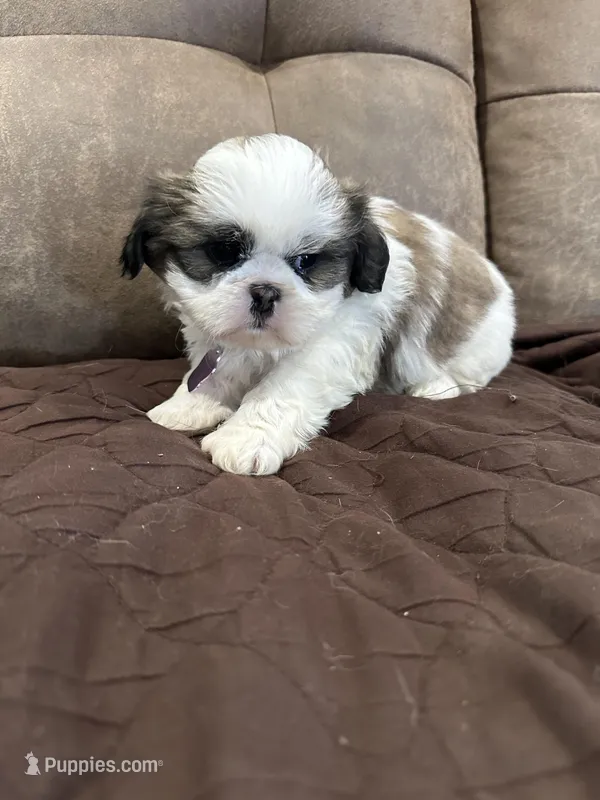 Bella, a female Shih Tzu for sale in Oktaha, OK – Photo 1 of 5