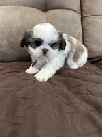 Bella, a female Shih Tzu for sale in Oktaha, OK – Photo 1 of 5