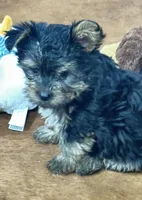 Chloe, a female Yorkshire Terrier for sale in Oktaha, OK – 4 of 6