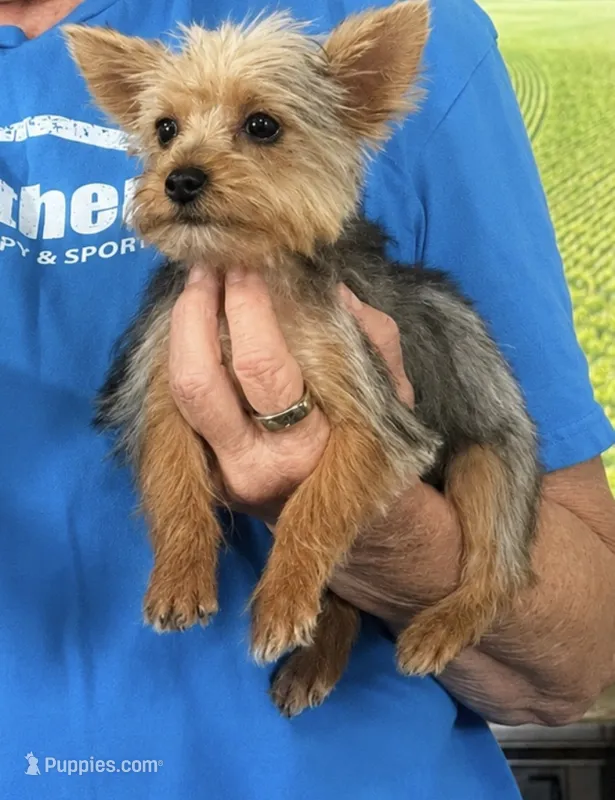 Izzy – Yorkshire Terrier puppy for sale in Oktaha, OK