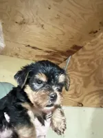 BART , a male Yorkshire Terrier for sale in Oktaha, OK – 2 of 5