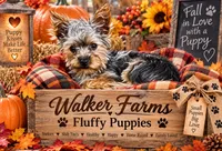 Mister, a male Yorkshire Terrier for sale in Oktaha, OK – 1 of 9