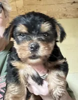 BART , a male Yorkshire Terrier for sale in Oktaha, OK – 3 of 5