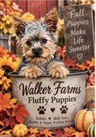 Mister, a male Yorkshire Terrier for sale in Oktaha, OK – 2 of 9