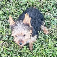 Izzy, a female Yorkshire Terrier for sale in Oktaha, OK – 2 of 6