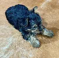 Chloe, a female Yorkshire Terrier for sale in Oktaha, OK – 5 of 6