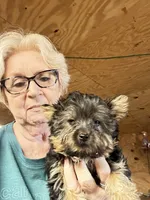 Teddy Bear, a male Yorkshire Terrier for sale in Oktaha, OK – 5 of 5