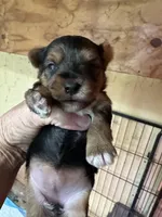 Izzy, a female Yorkshire Terrier for sale in Oktaha, OK – Photo 5 of 5