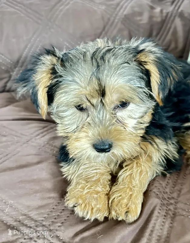 Burkley  – Yorkshire Terrier puppy for sale in Oktaha, OK