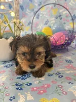 Burkley , a male Yorkshire Terrier for sale in Oktaha, OK – Photo 3 of 10